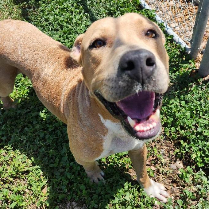 Enlarge Mama T., a Adoptable mixed breed in Corpus Christi, TX image 6/6