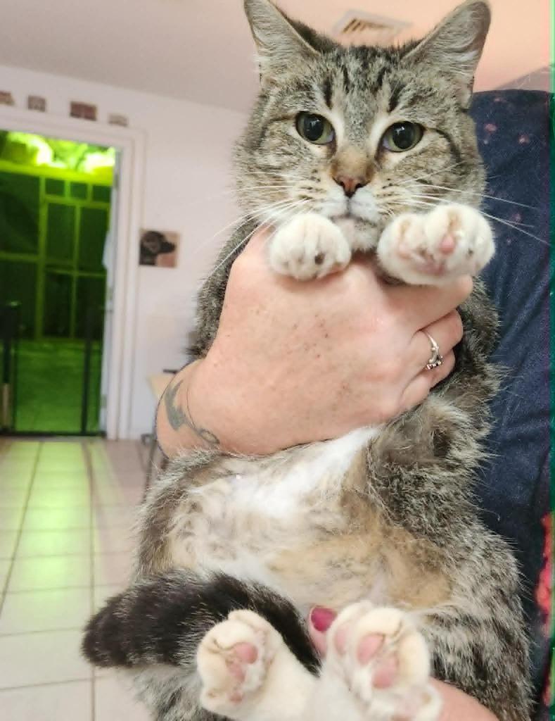 Enlarge Weedle, a Adoptable mixed breed in Olney, IL image 1/1