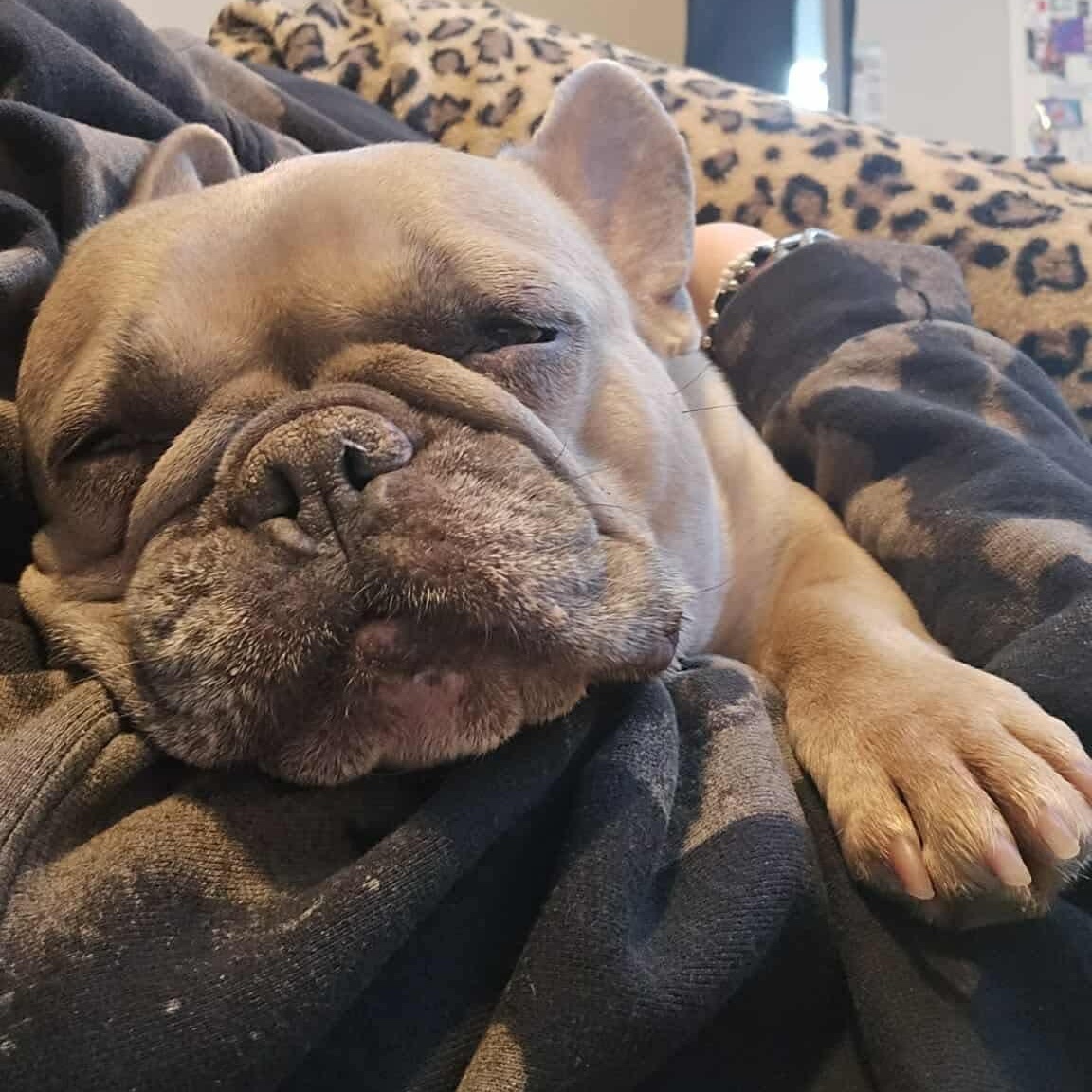 Enlarge Selma, a ADOPTABLE French Bulldog in Westland, MI image 2/5