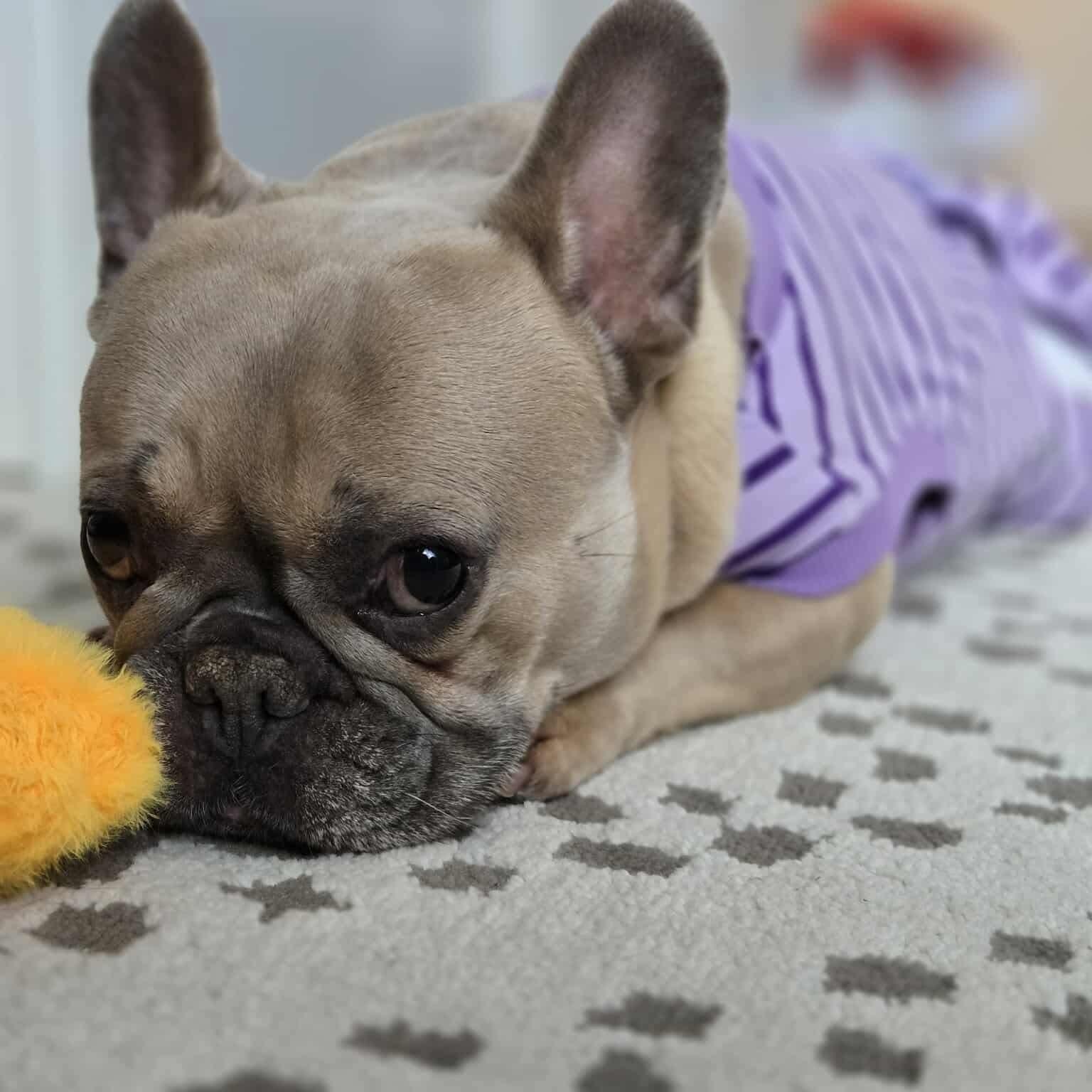 Enlarge Selma, a ADOPTABLE French Bulldog in Westland, MI image 4/5