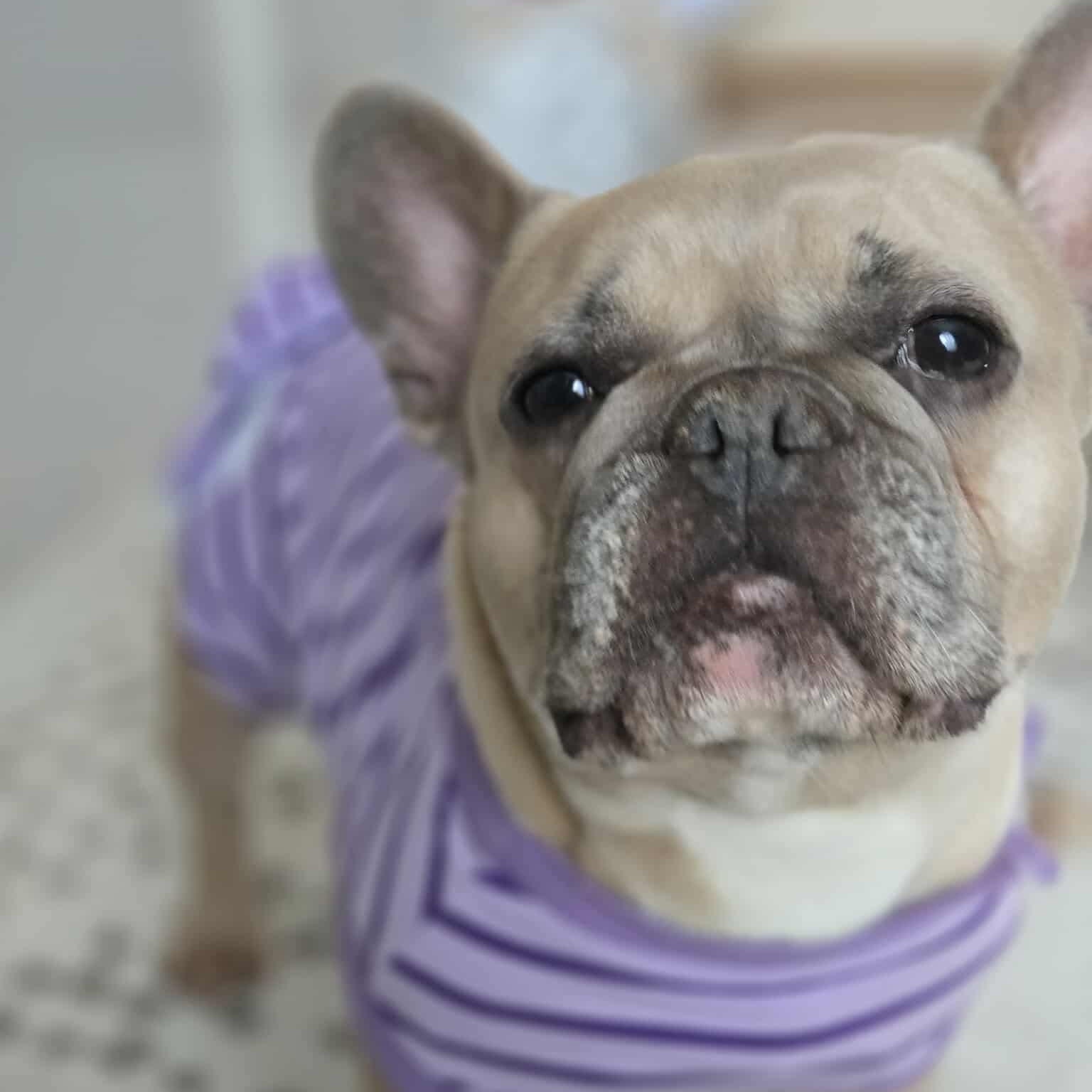 Enlarge Selma, a ADOPTABLE French Bulldog in Westland, MI image 1/5