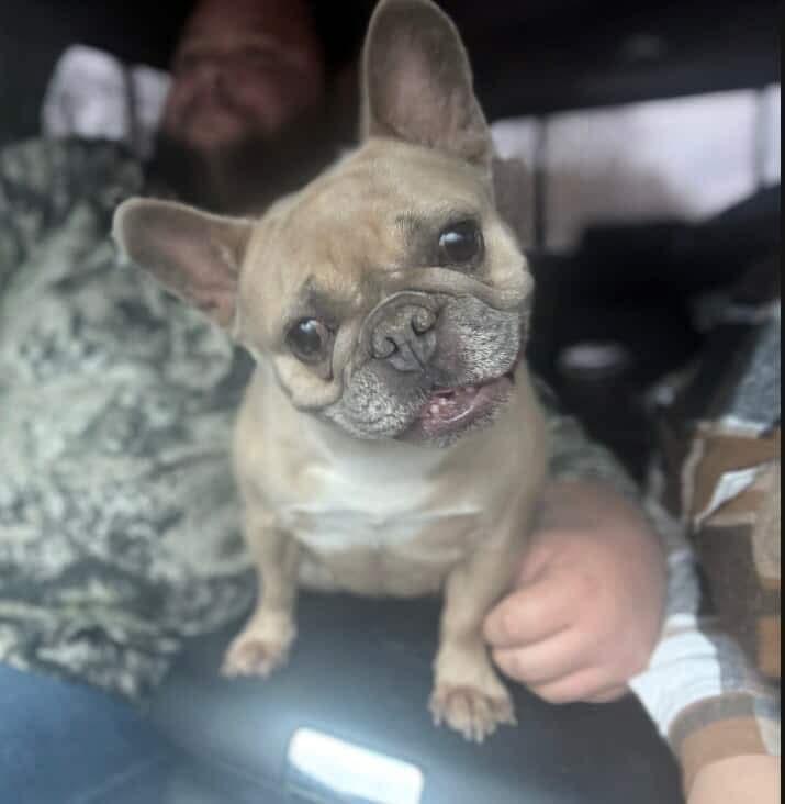 Enlarge Selma, a ADOPTABLE French Bulldog in Westland, MI image 3/5