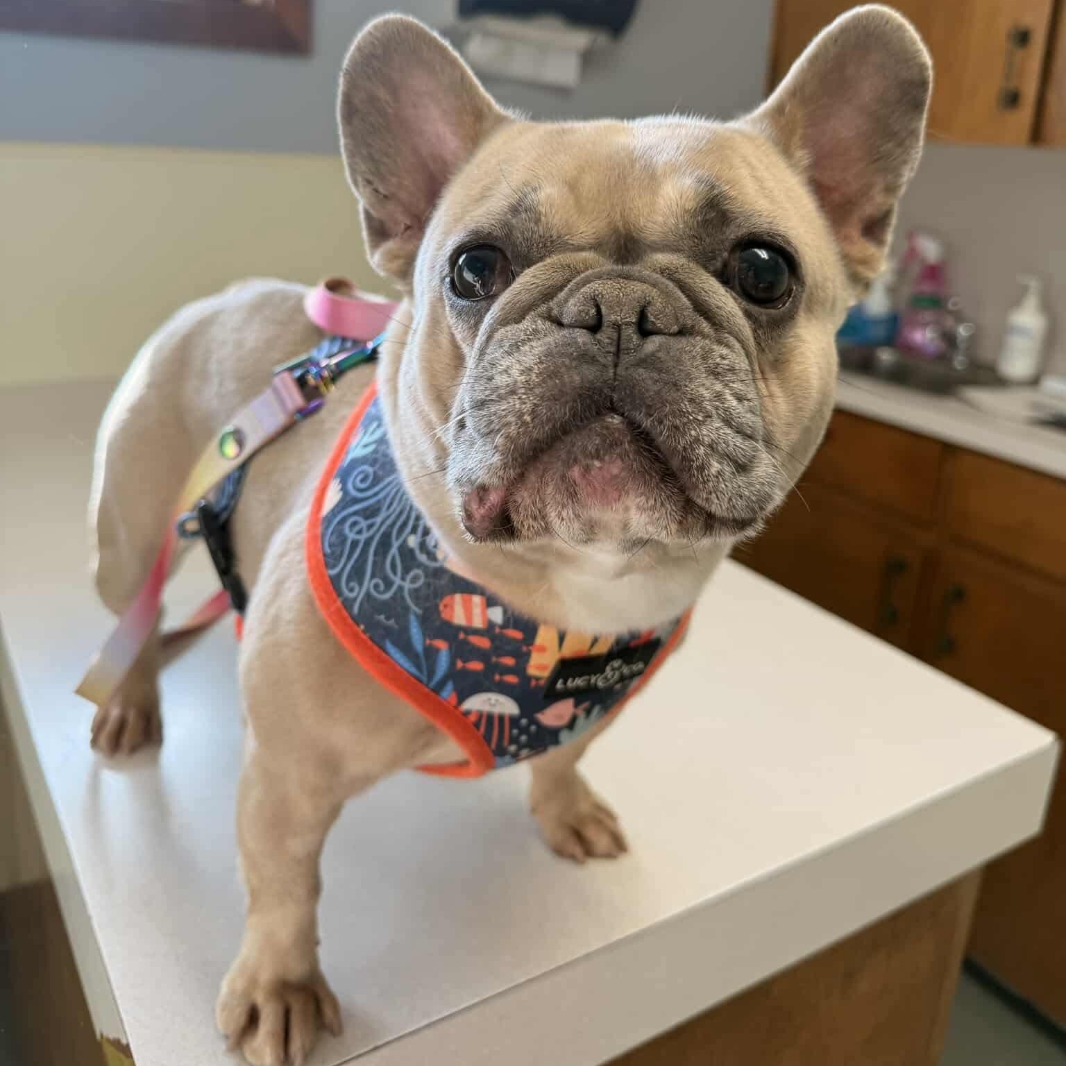 Enlarge Selma, a ADOPTABLE French Bulldog in Westland, MI image 5/5