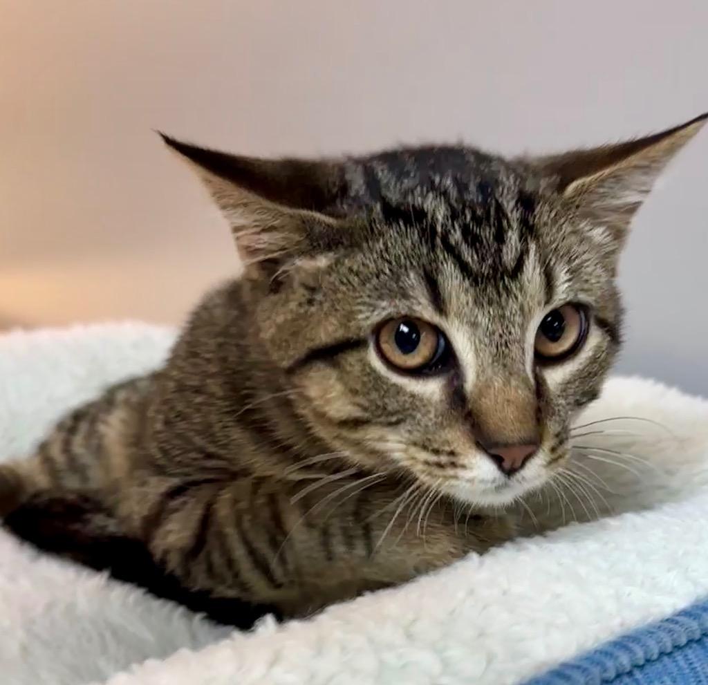 Enlarge Tony, a Adoptable mixed breed in Waynesville, MO image 1/1