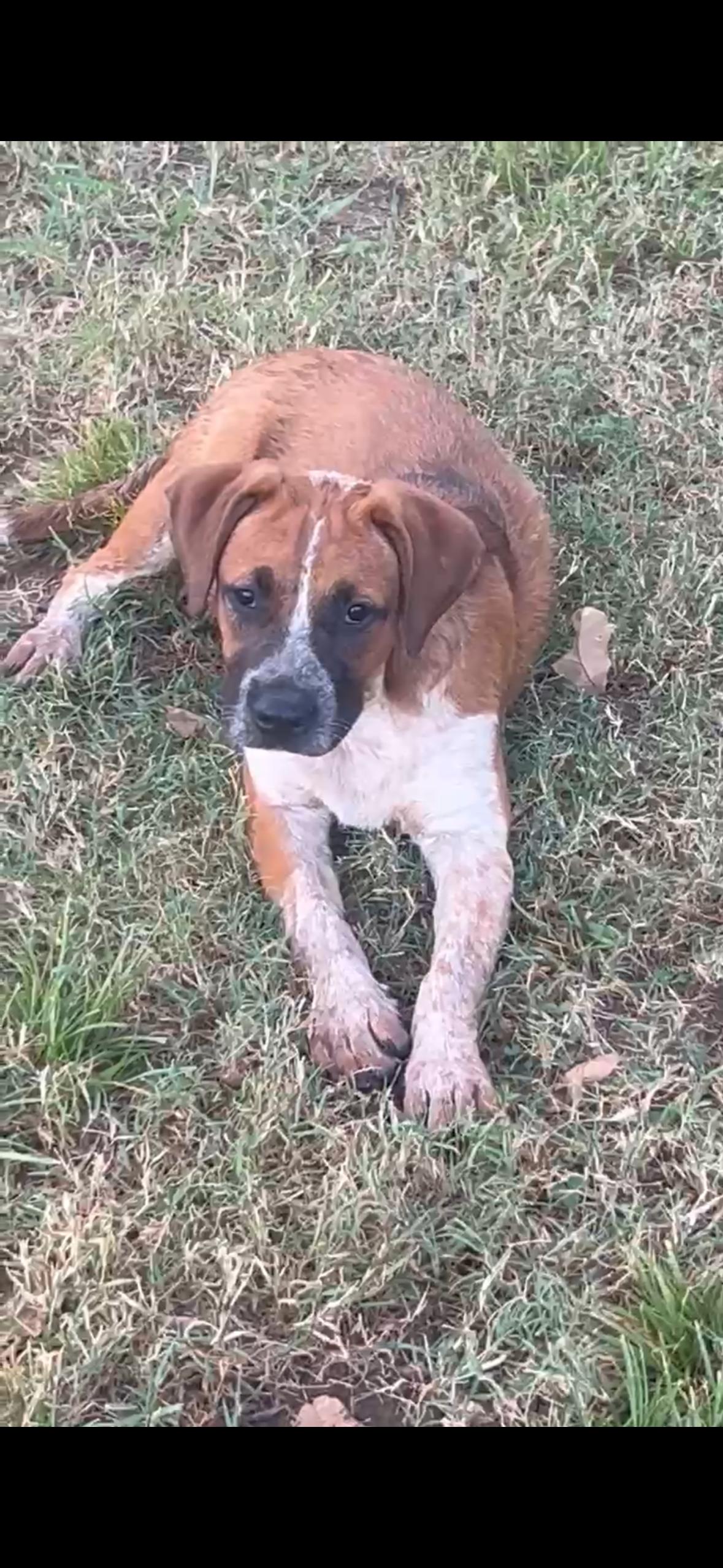 Enlarge Patton, a Adoptable mixed breed in Chalfont, PA image 3/6