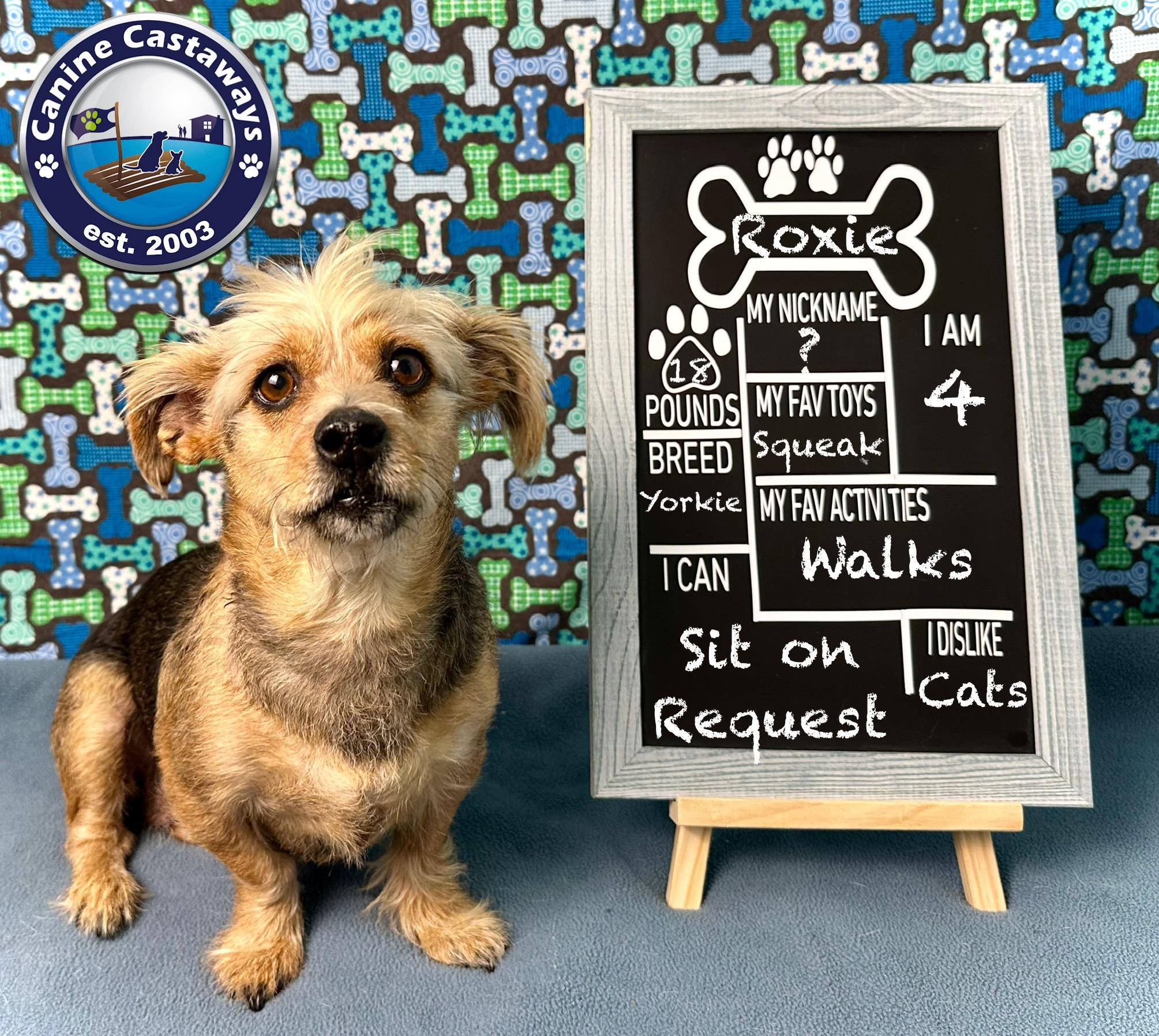 Enlarge Roxie, a Adopted mixed breed in Arcadia, FL image 5/6