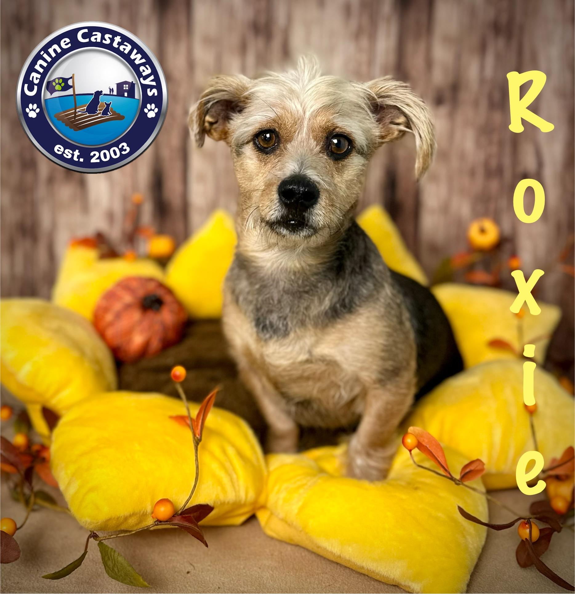 Enlarge Roxie, a Adopted mixed breed in Arcadia, FL image 1/6
