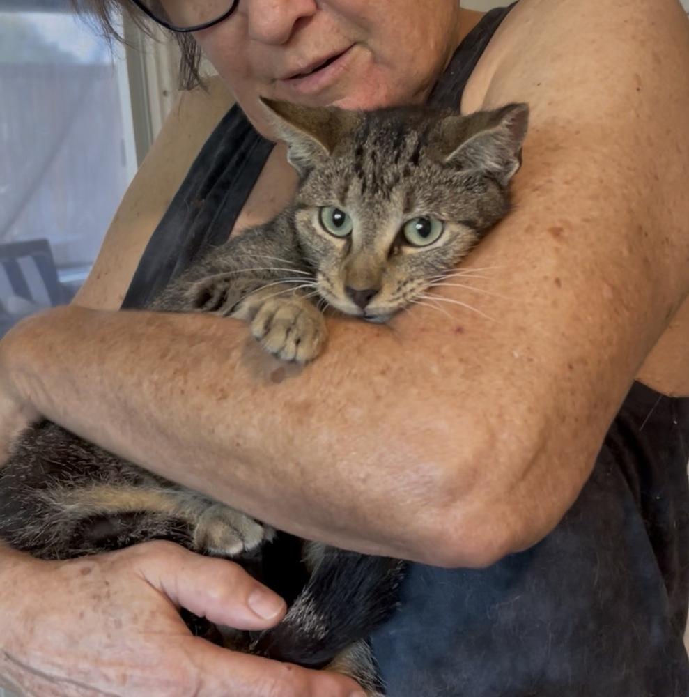 Enlarge Sezamee, a Adoptable Domestic Short Hair in Hudson, NH image 2/2