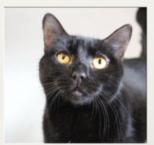 Enlarge Stormfly, a Adoptable mixed breed in Lancaster, PA image 1/1