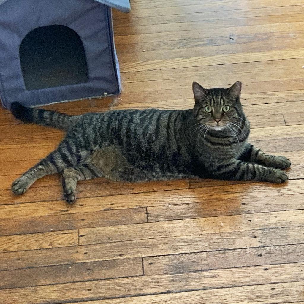 Harvey (I'm in foster care!), Adoptable, Senior Male Domestic Short Hair.