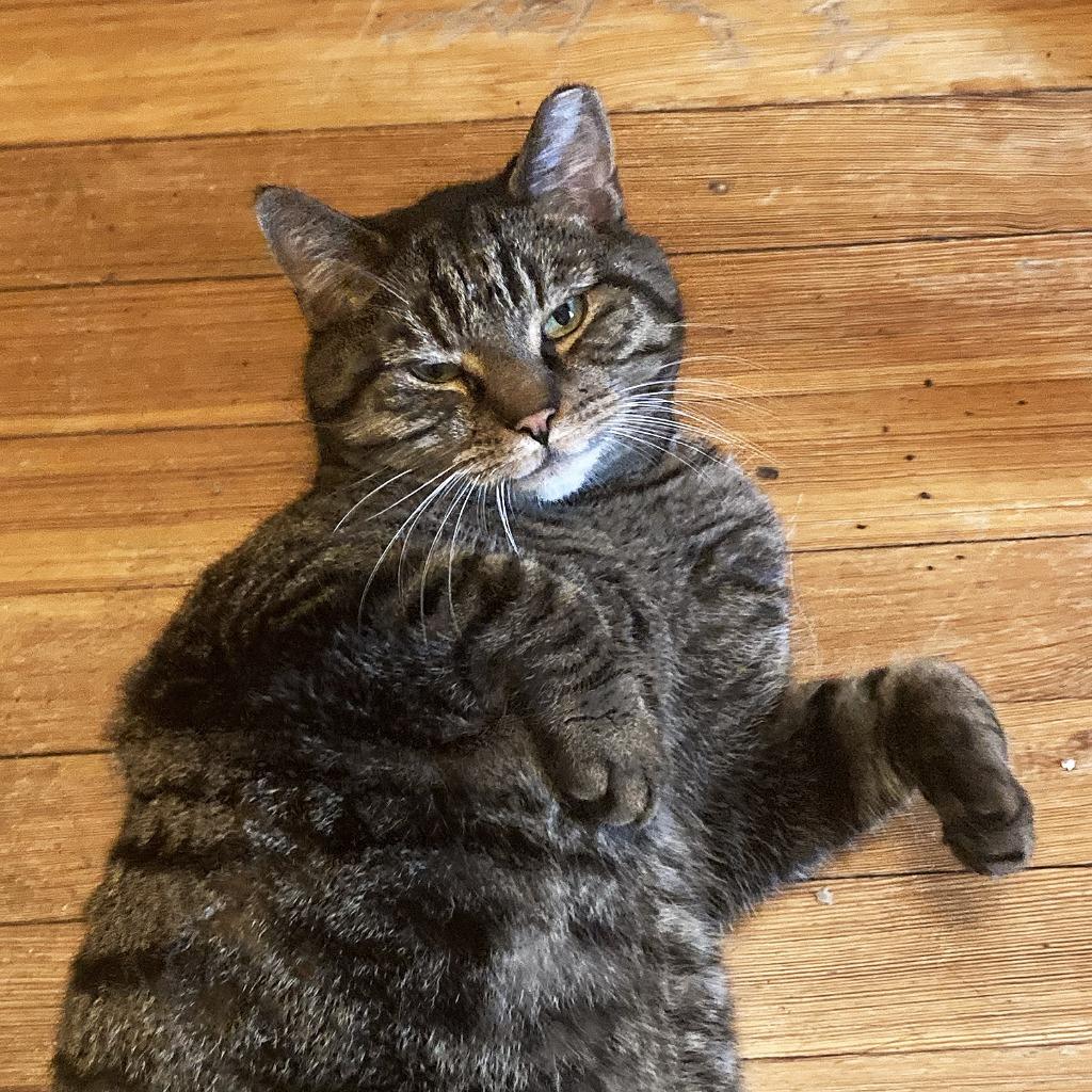 Enlarge Harvey (I'm in foster care!), a Adoptable mixed breed in Brooklyn, NY image 2/3