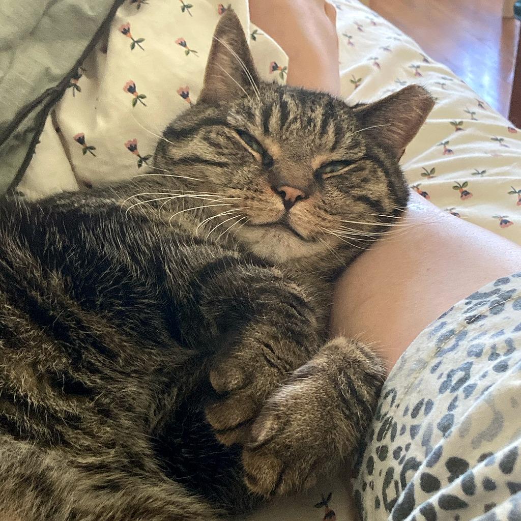 Enlarge Harvey (I'm in foster care!), a Adoptable mixed breed in Brooklyn, NY image 3/3