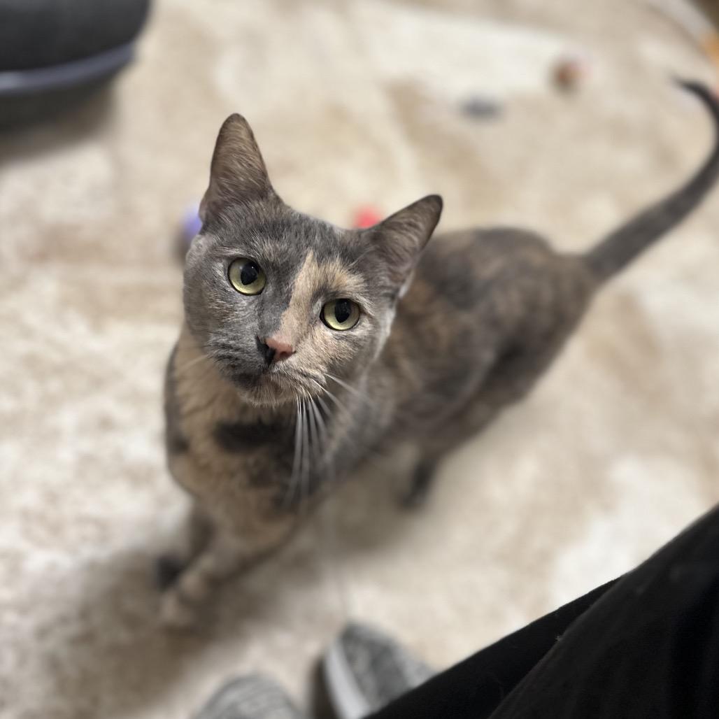 Asia, Adoptable, Adult Female Domestic Short Hair.