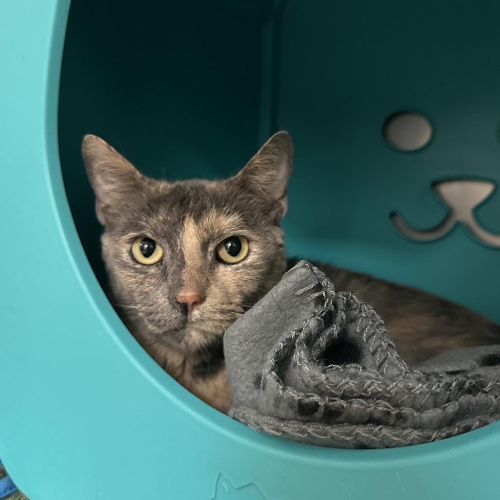 Enlarge Asia, a Adoptable Domestic Short Hair in Titusville, FL image 2/3