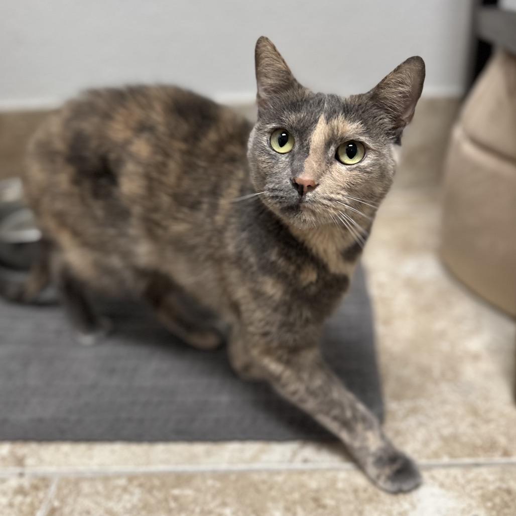 Enlarge Asia, a Adoptable Domestic Short Hair in Titusville, FL image 3/3
