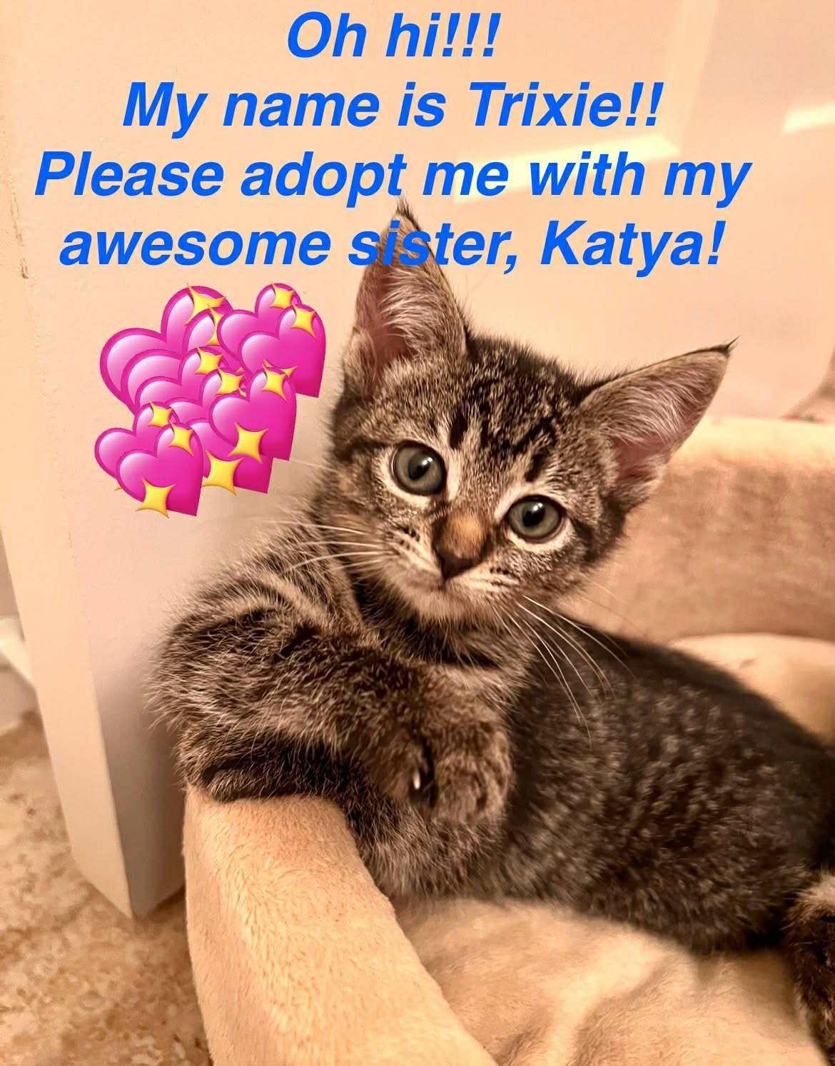 Trixie, a Adoptable Domestic Short Hair in South Orange, NJ image 1/4