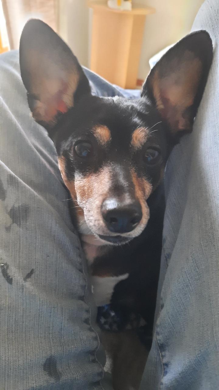 Dexter, Adoptable, Adult Male Dachshund.