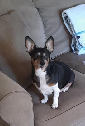 Enlarge Dexter, a Adoptable mixed breed in Mount Vernon, OH image 2/5