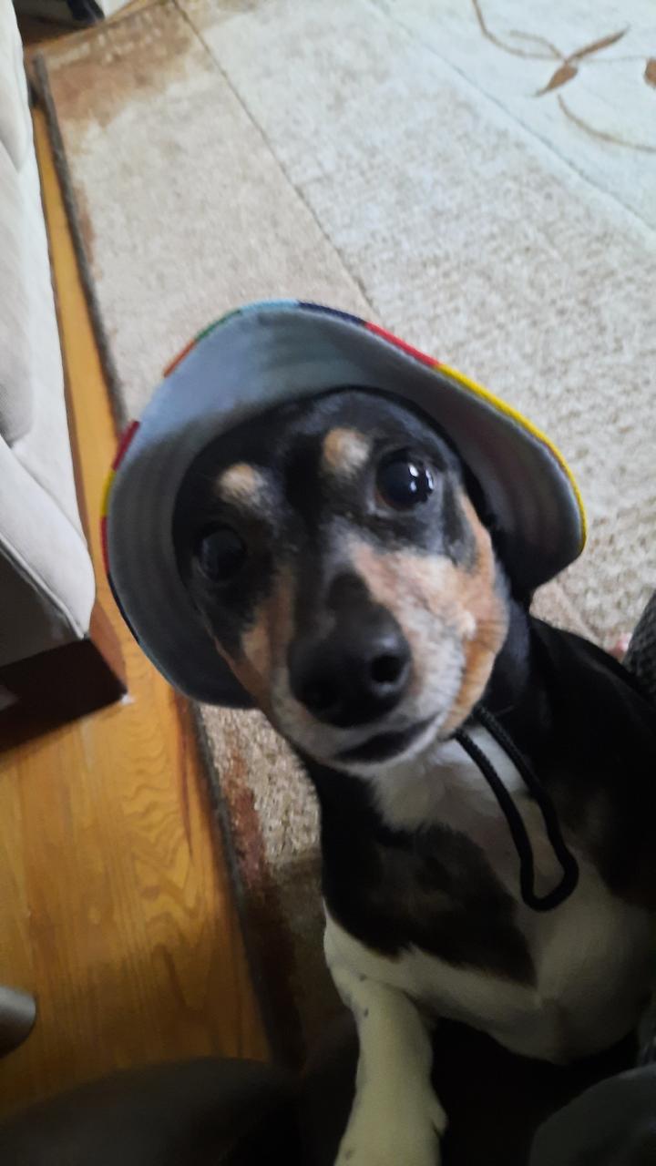 Enlarge Dexter, a Adoptable mixed breed in Mount Vernon, OH image 3/5