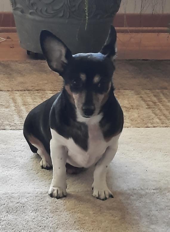 Enlarge Dexter, a Adoptable mixed breed in Mount Vernon, OH image 5/5