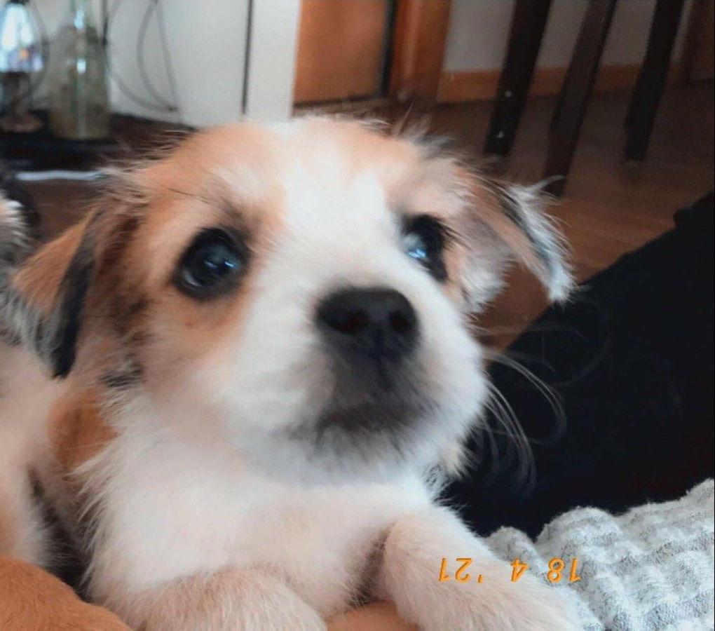 Liam, Adopted, Puppy Male Terrier.