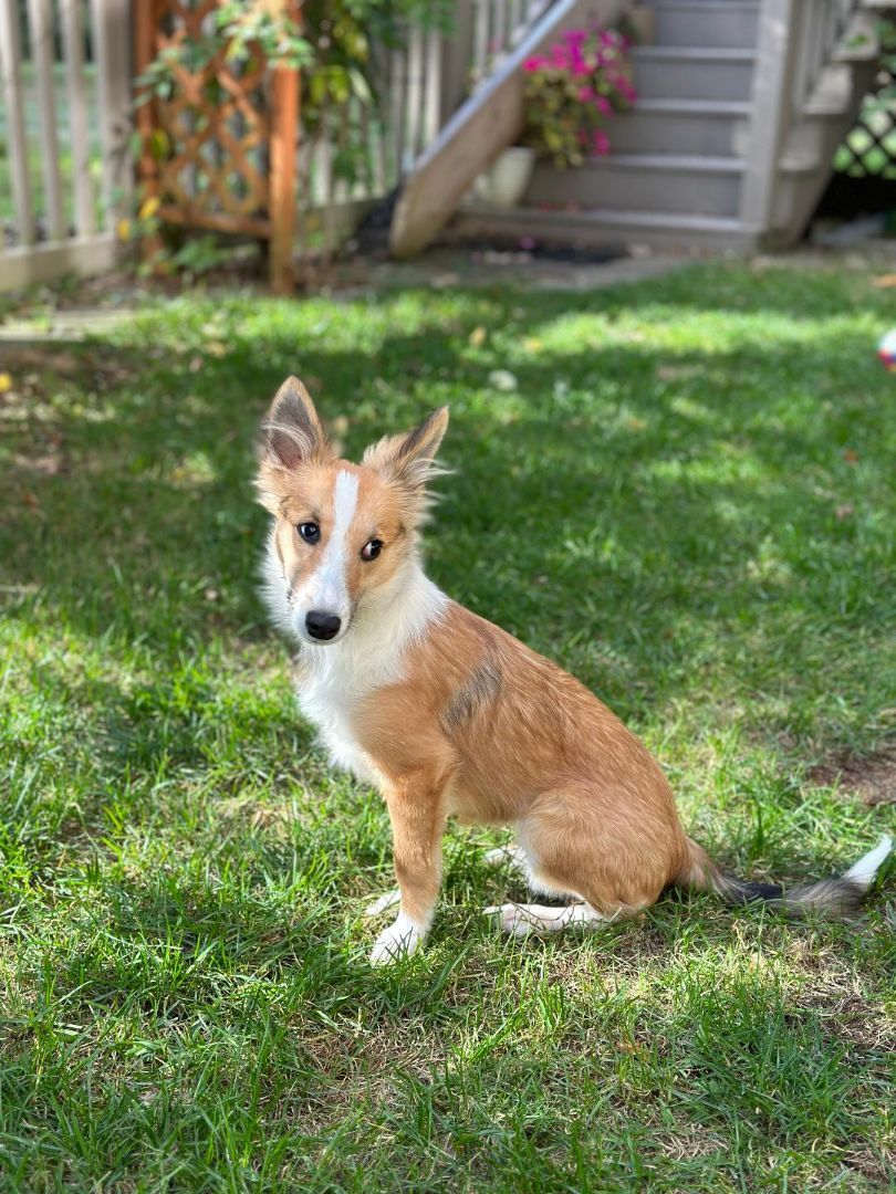 Freya, a Adopted Shetland Sheepdog / Sheltie in Portland, ME image 1/6