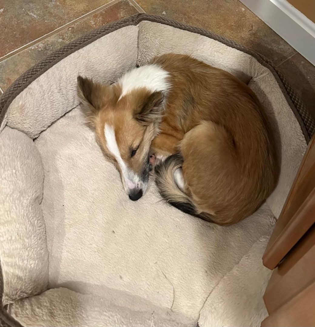 Freya, a Adopted Shetland Sheepdog / Sheltie in Portland, ME image 2/6