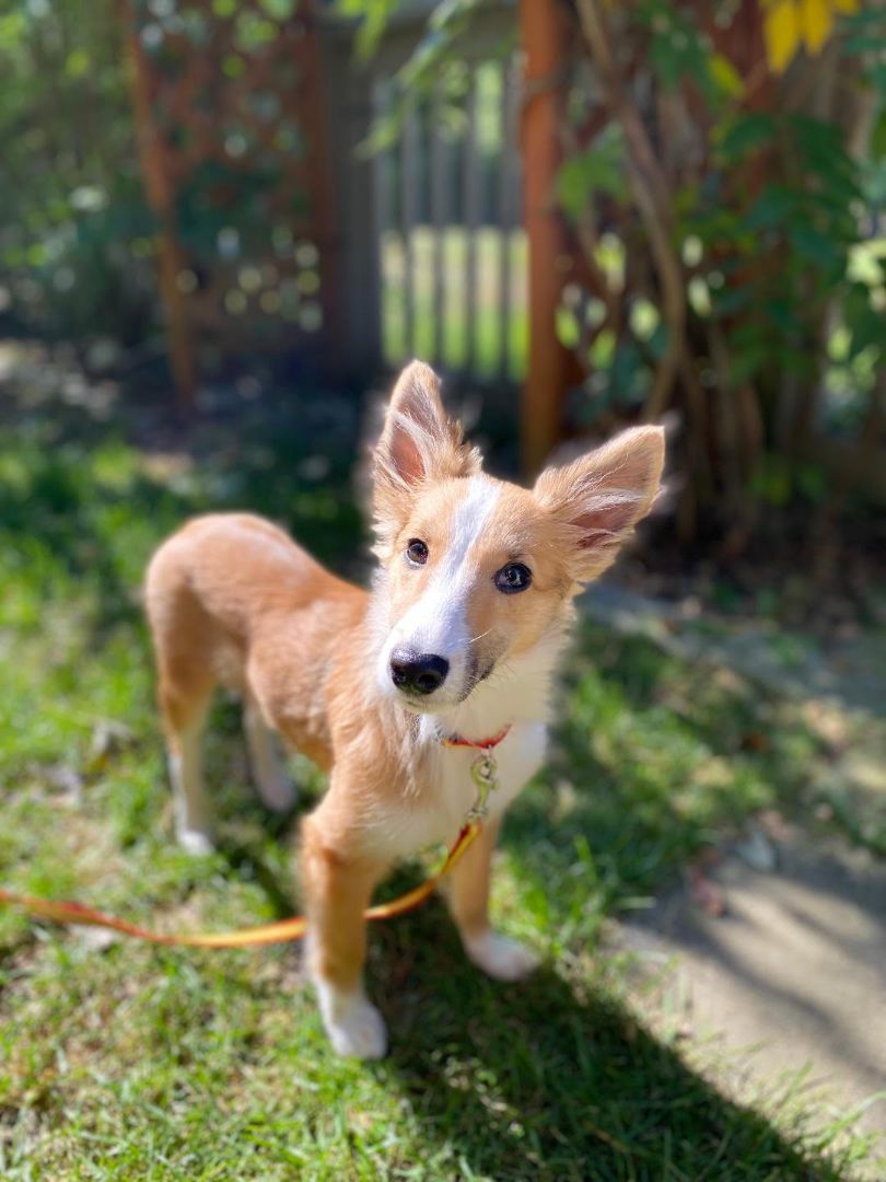 Freya, a Adopted Shetland Sheepdog / Sheltie in Portland, ME image 3/6