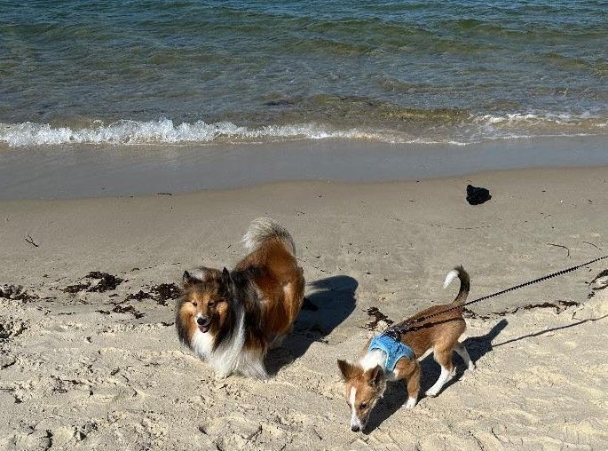 Freya, a Adopted Shetland Sheepdog / Sheltie in Portland, ME image 4/6