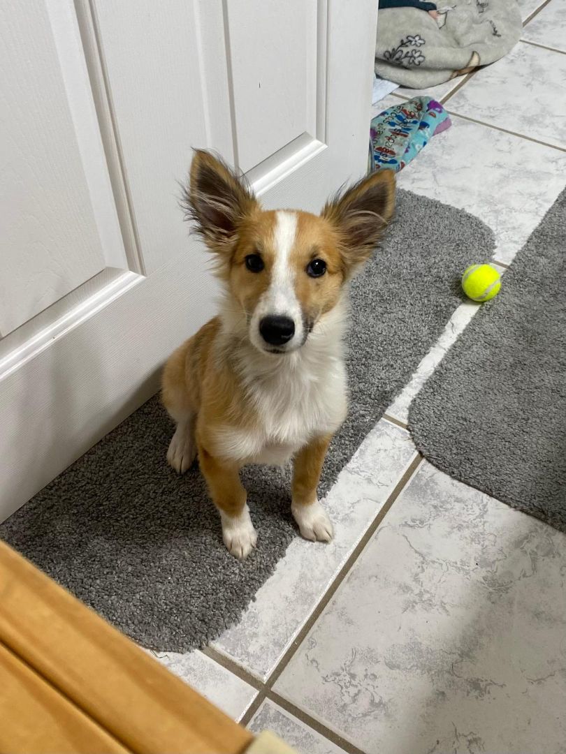 Freya, a Adopted Shetland Sheepdog / Sheltie in Portland, ME image 5/6
