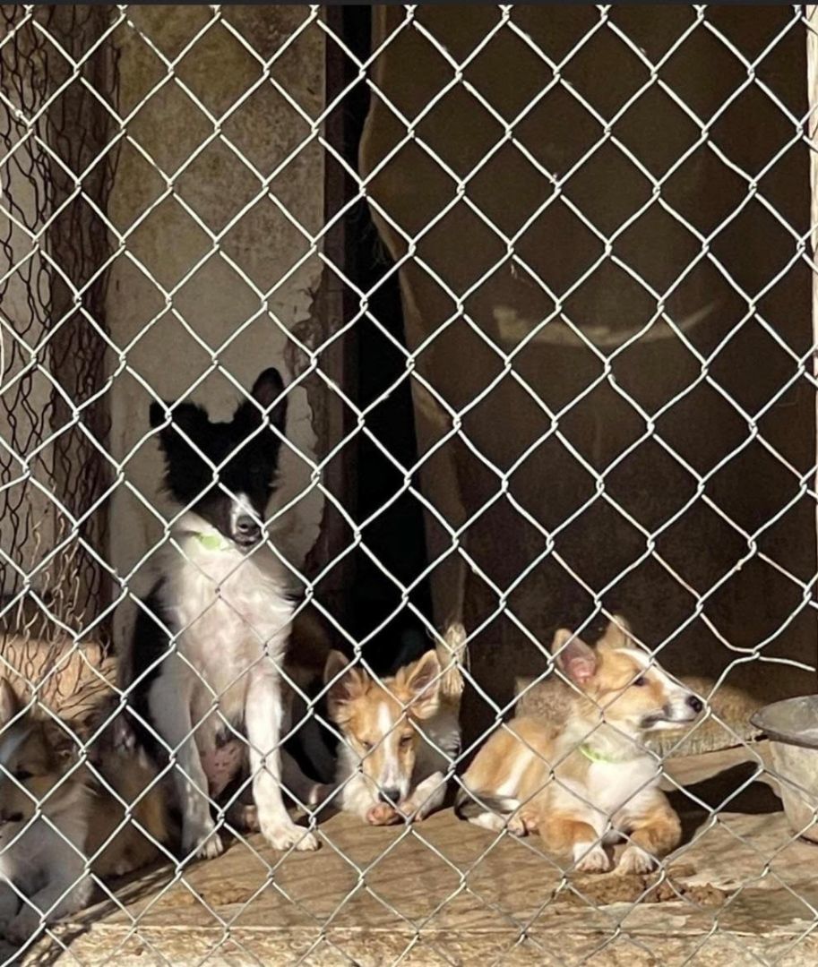 Freya, a Adopted Shetland Sheepdog / Sheltie in Portland, ME image 6/6