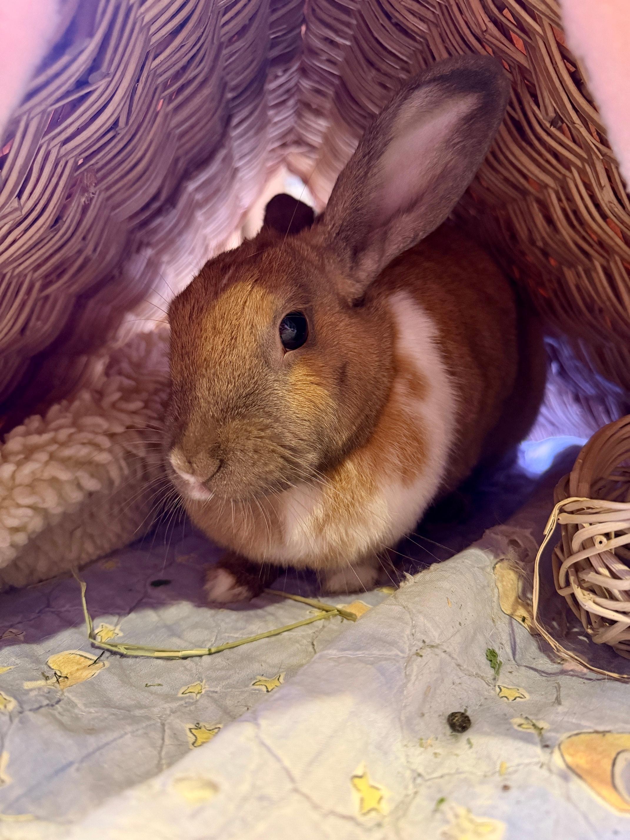 Enlarge Honey Bunny, a Adoptable Bunny Rabbit in LAS VEGAS, NV image 1/1