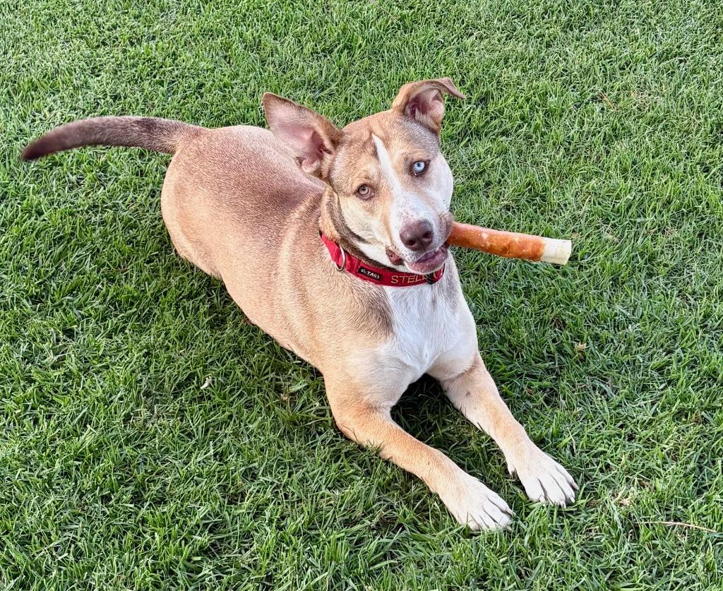 Enlarge Stella, a Adopted mixed breed in San Pedro, CA image 1/1
