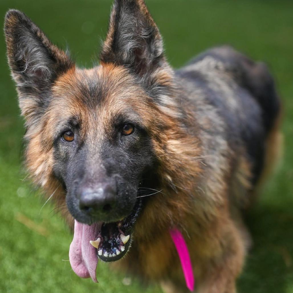 Enlarge Uma, a Adoptable German Shepherd Dog in Jacksonville, FL image 1/1