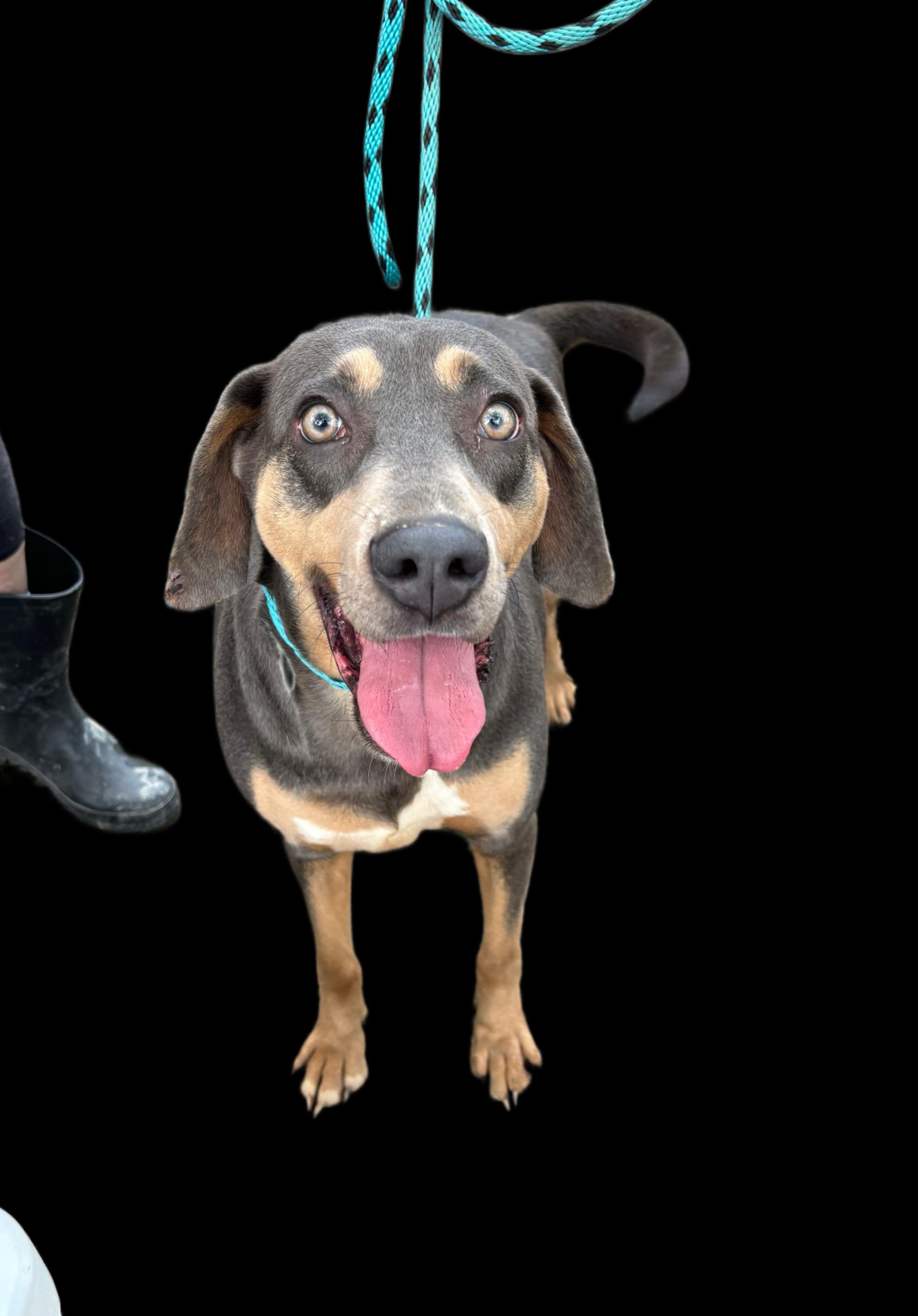 Macy, Adult Female Hound
