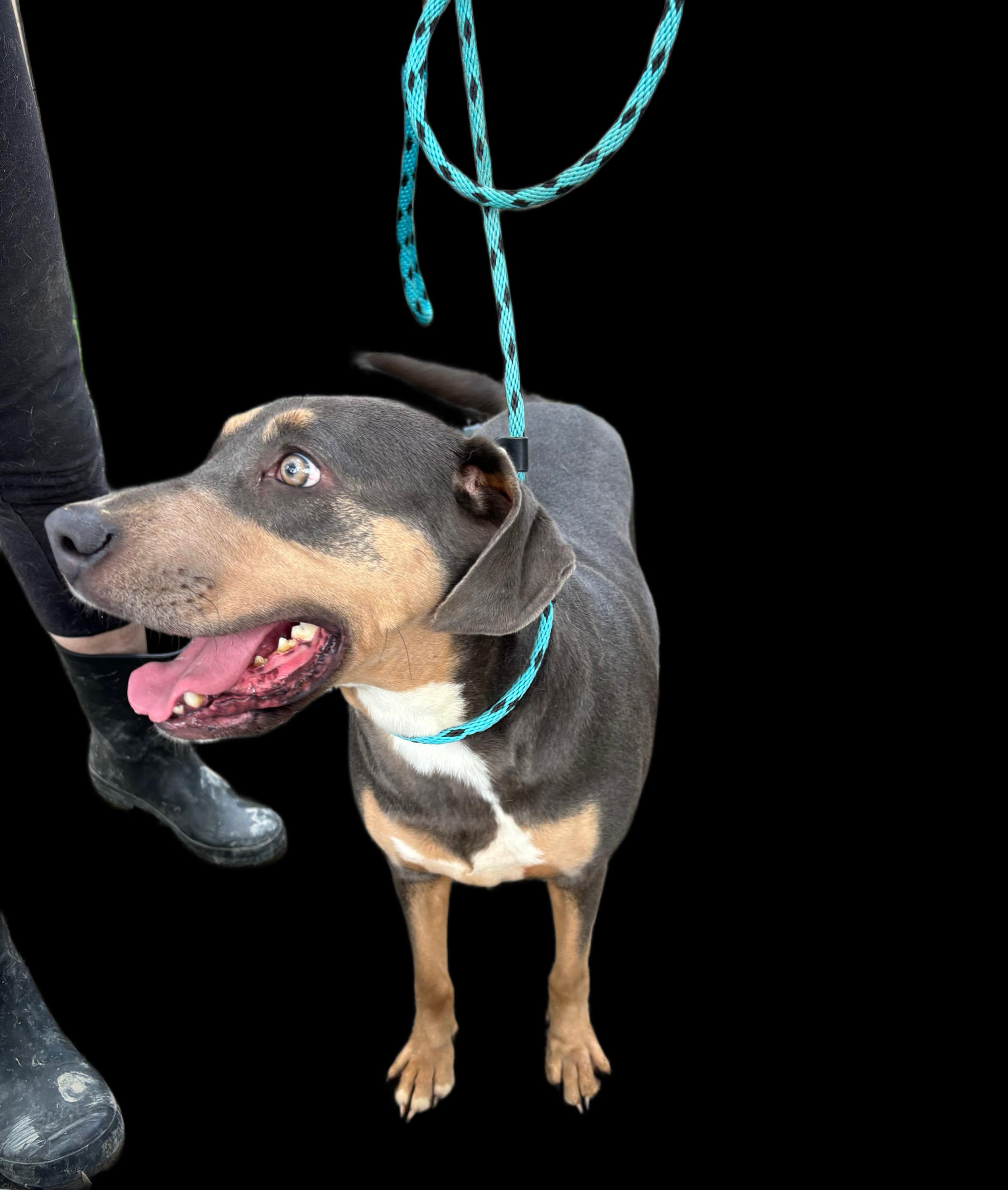 Enlarge Macy, an adoptable Hound in Manchester, CT image 2/2