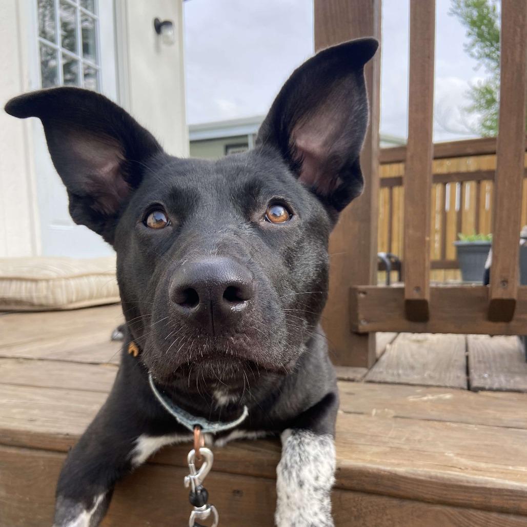 Enlarge Valorie, a Adoptable mixed breed in Olathe, KS image 1/6