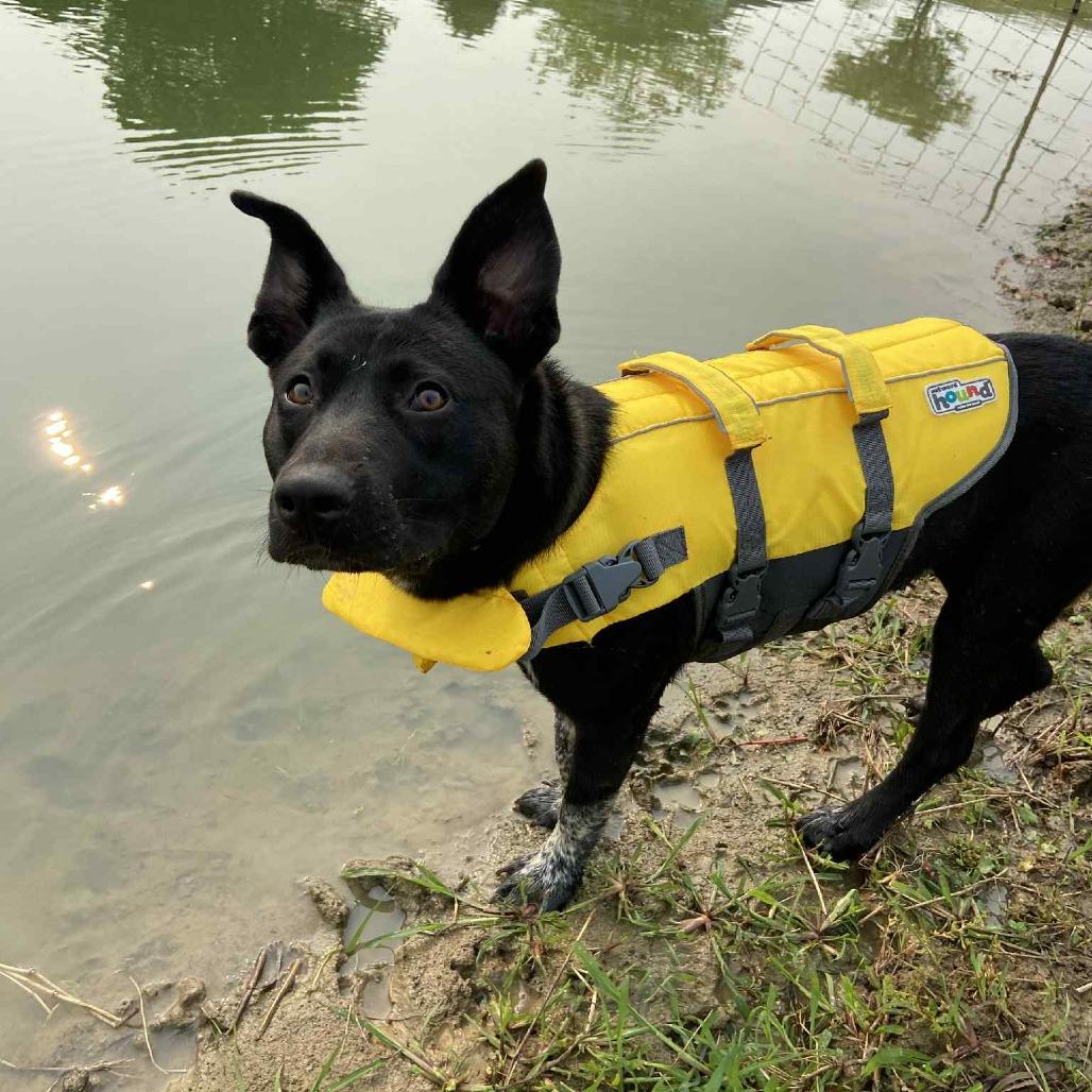 Enlarge Valorie, a Adoptable mixed breed in Olathe, KS image 2/6