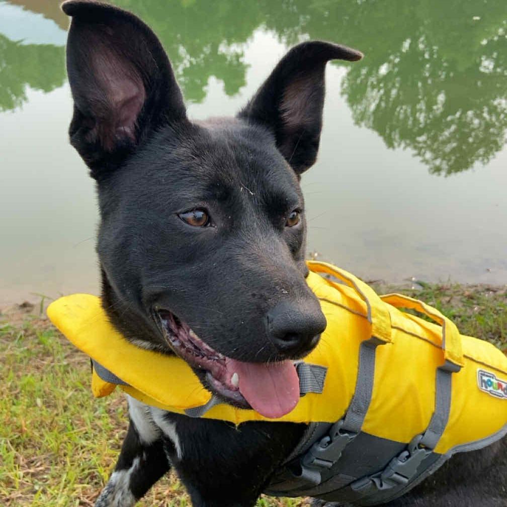 Enlarge Valorie, a Adoptable mixed breed in Olathe, KS image 3/6