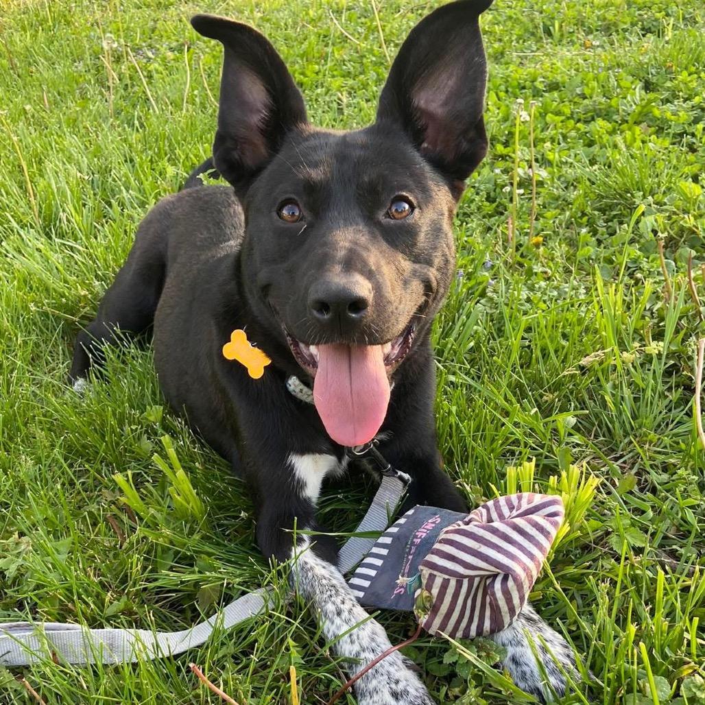 Enlarge Valorie, a Adoptable mixed breed in Olathe, KS image 2/6