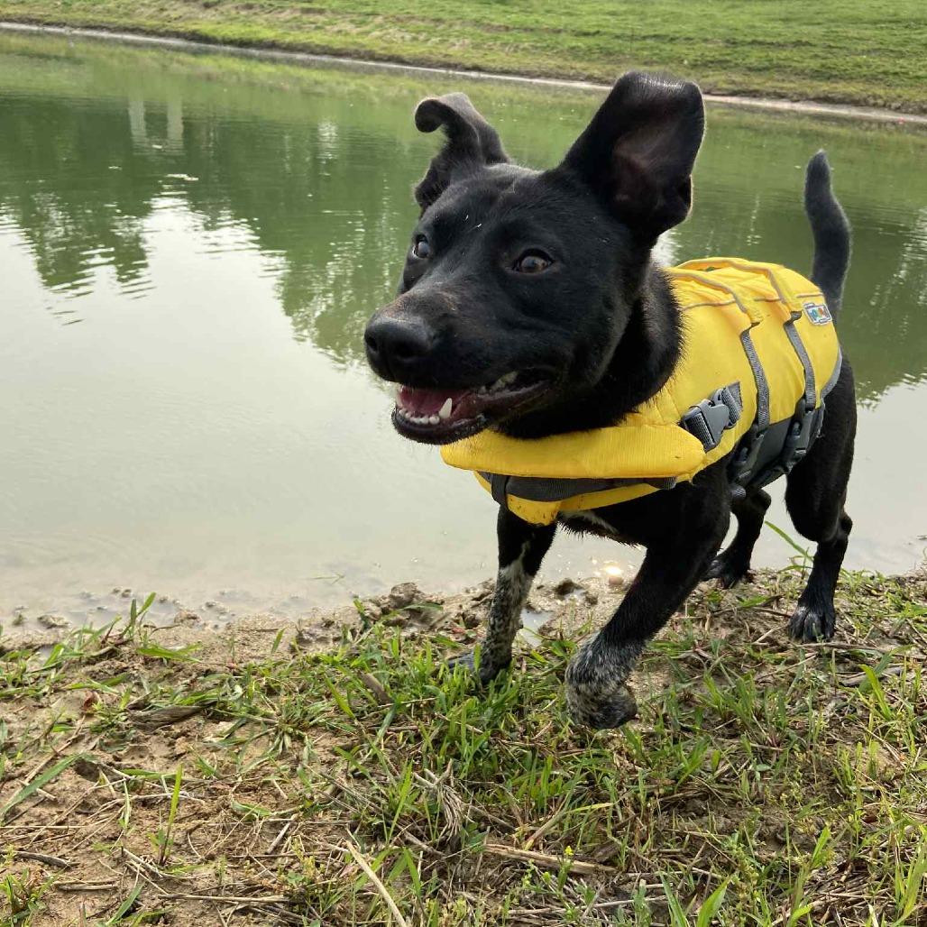 Enlarge Valorie, a Adoptable mixed breed in Olathe, KS image 3/6