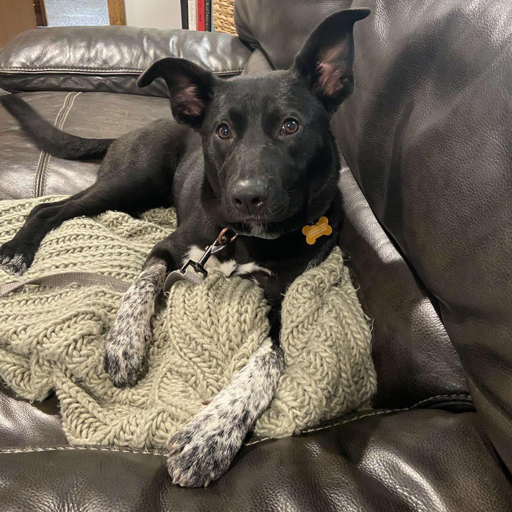 Enlarge Valorie, a Adoptable mixed breed in Olathe, KS image 4/6