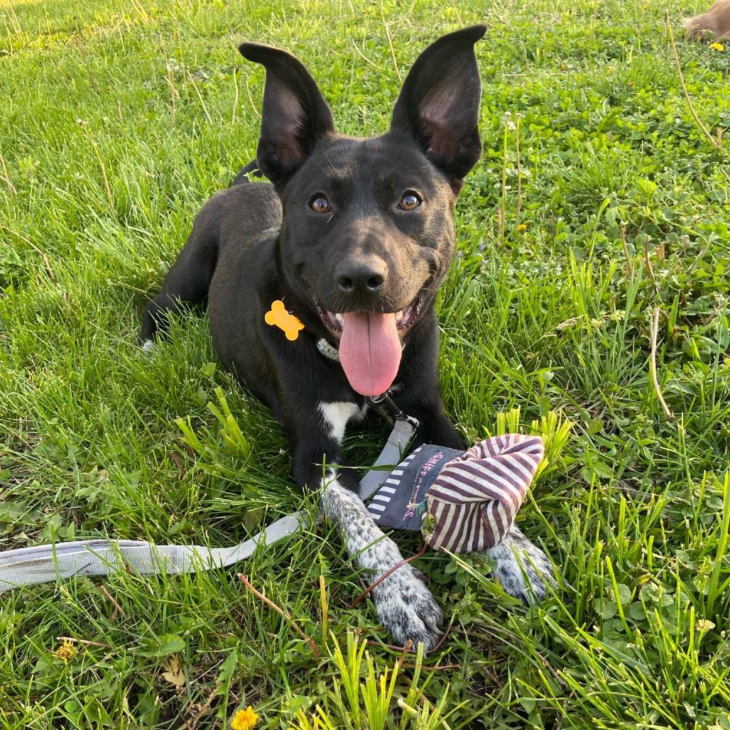Enlarge Valorie, a Adoptable mixed breed in Olathe, KS image 5/6