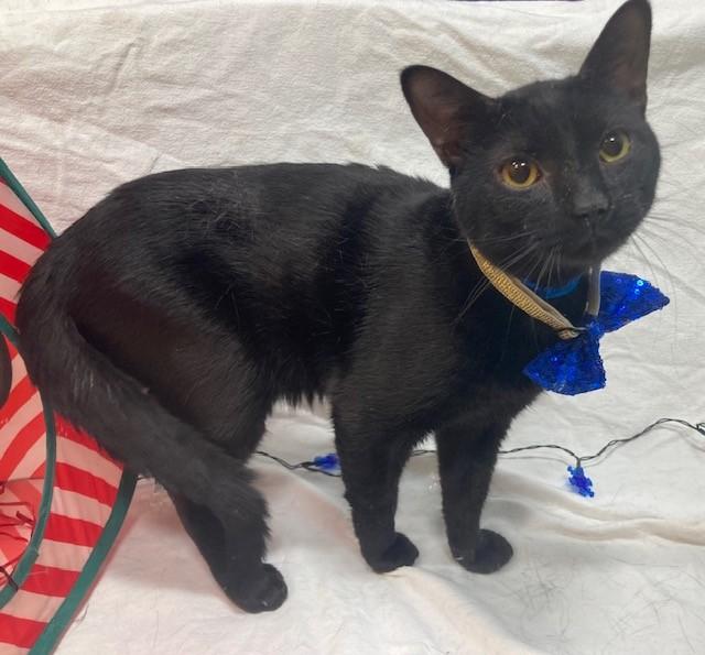 GREG, Adoptable, Adult Male Domestic Short Hair.