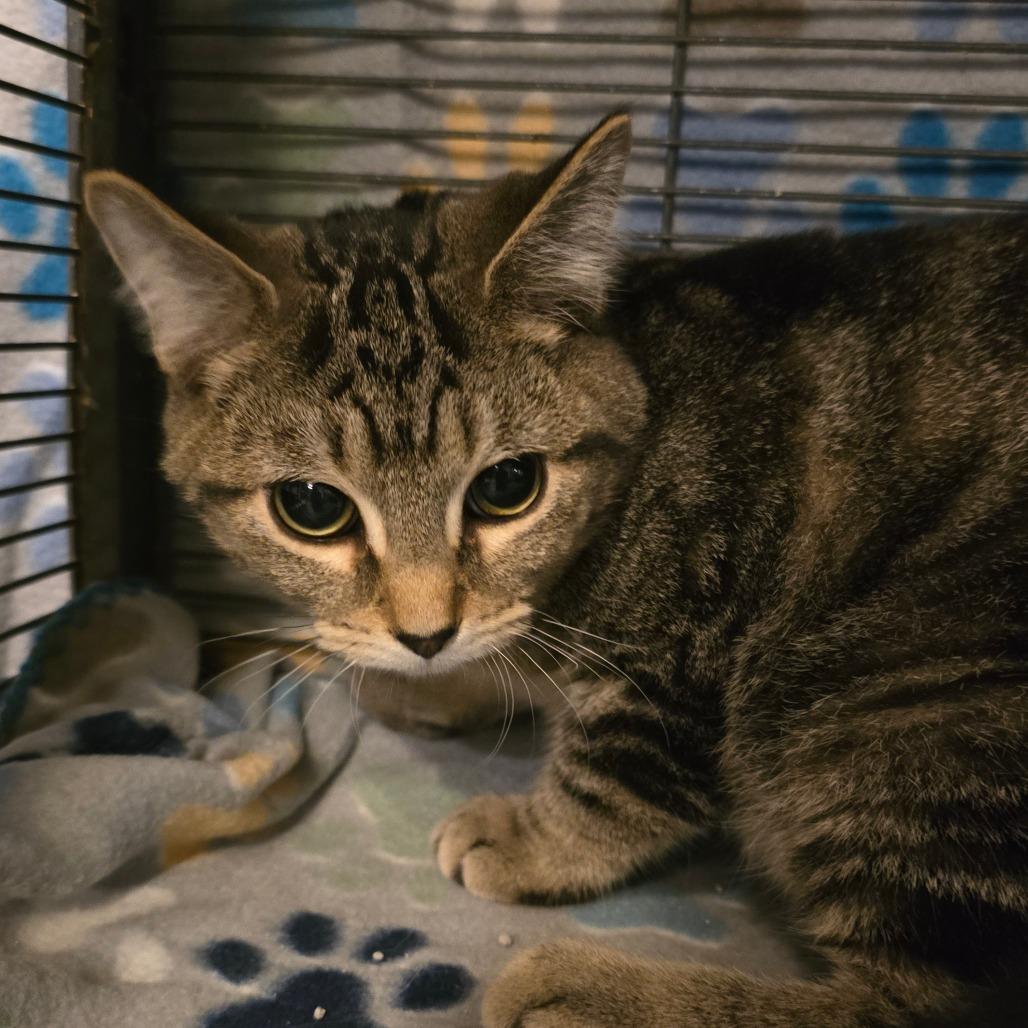 Enlarge Sweeney Todd, a Adoptable Domestic Short Hair in Hanna City, IL image 1/1