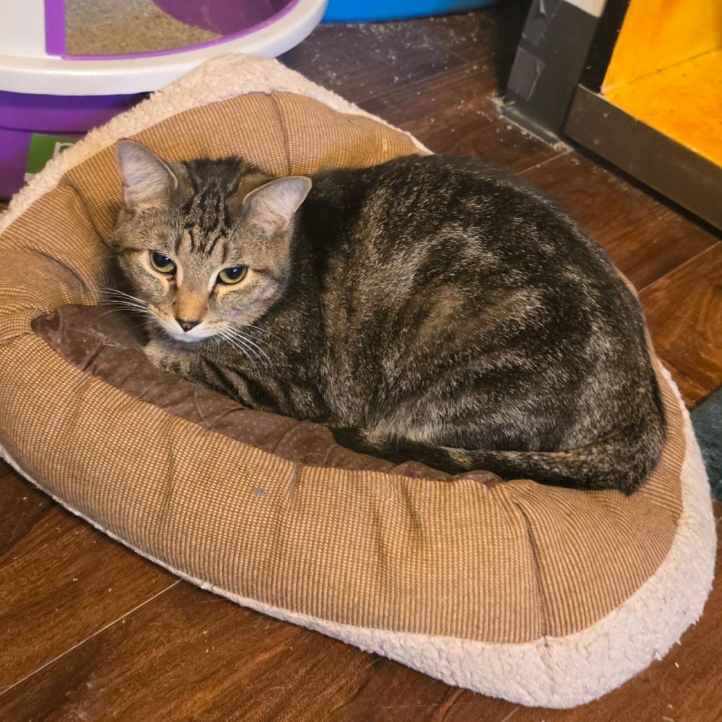 Sweeney Todd, a Adoptable Domestic Short Hair in Hanna City, IL image 2/2