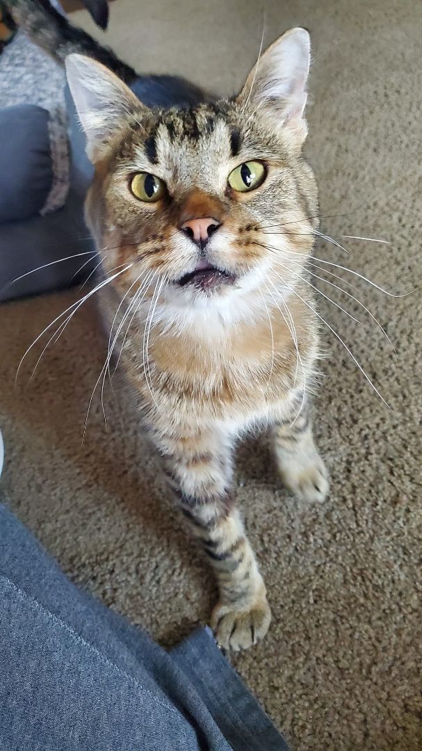 Enlarge Static, a Adopted Domestic Short Hair in Hutchinson, MN image 1/1