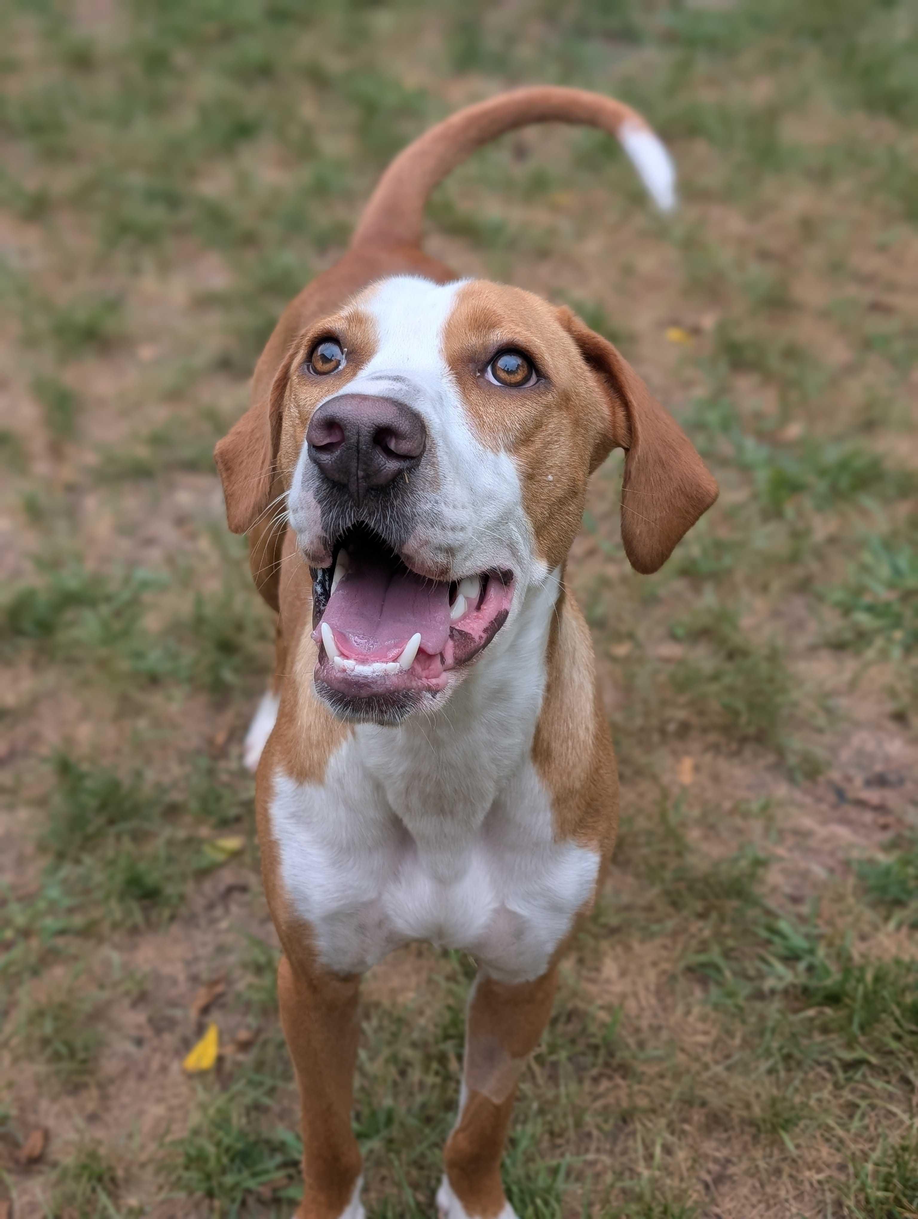 Worley, Adoptable, Young Female Hound.