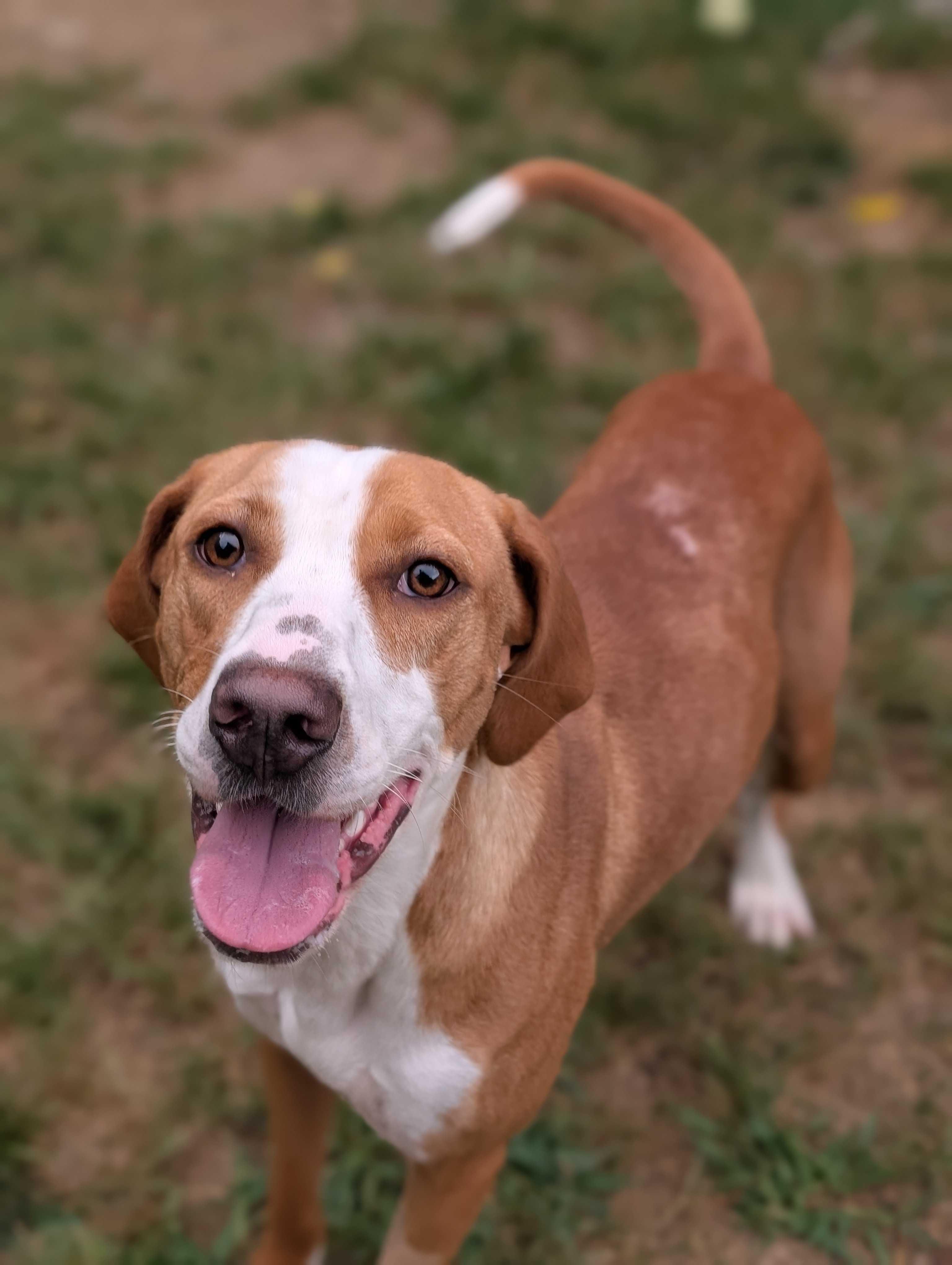 Worley, a Adoptable mixed breed in Lafayette, NJ image 2/4