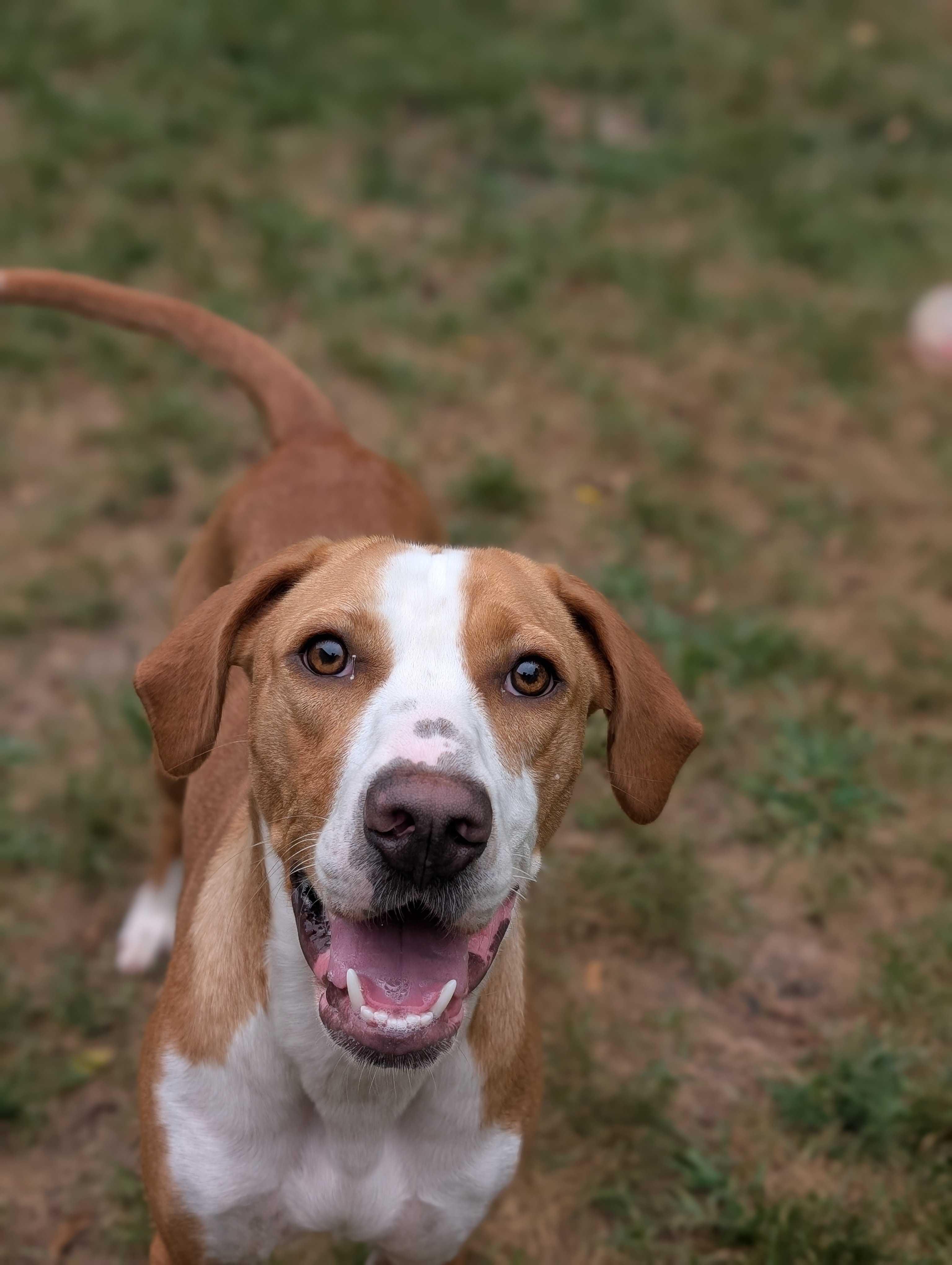 Worley, a Adoptable mixed breed in Lafayette, NJ image 3/4